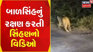 Amreli News | પોતાના બાળકનું રક્ષણ કરતી સિંહણનો વિડિઓ વાયરલ | Viral Video | Gujarati News