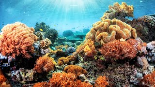 Indonesia's Extraordinarily Unique Coral Reefs | Equator