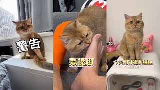 【PuPu噗噗】小猫咪能有多心机？！！