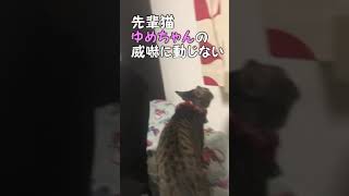 弱気な先輩猫と強気な後輩猫の力関係がよく分かる動画　#Shorts 【cute kitten】【cute cat】 【子猫保護】