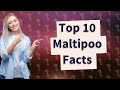 What Are the Top 10 Amazing Facts About Maltipoo Dogs?