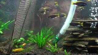 african cichlids, malawi mbuna, with new activ-flora black substrate