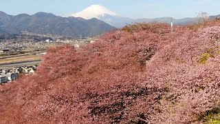 河津桜と菜の花、春のデュエット