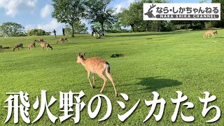 飛火野のシカたち