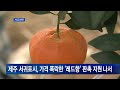 제주 서귀포시 가격 폭락한 ‘레드향’ 판촉 지원 나서