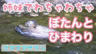 【ゴマフアザラシ】姉妹でわちゃわちゃするぼたんとひまわり＠箱根園水族館