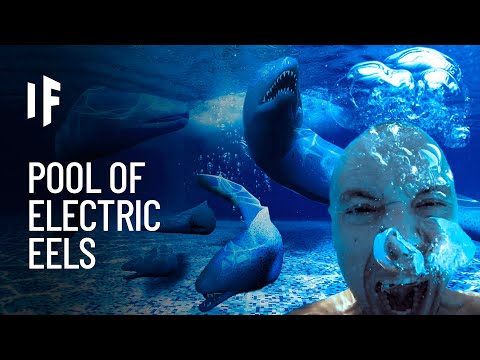 Can a electric eel kill you?