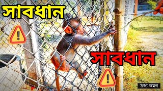 আপনি কল্পনাও করতে পারবেন না, বানরটির সাথে কী ঘটেছিল! #monkey