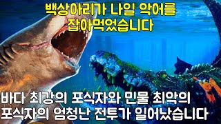 백상아리가 나일 악어를 잡아먹었습니다 바다 최강의 포식자와 민물 최악의 포식자의 엄청난 전투가 일어났습니다