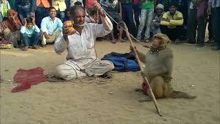 Bandar Bandariya Ka Khel   ||  क्या कमाल का बंदर है ||  Comedy Video
