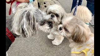 【お知らせあり】シュナウザーとシーズー犬のなごむあさんぽ