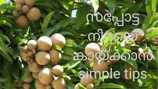 സപ്പോട്ട നിറയെ കായ്ക്കാൻ simple tips # namukkumkrishicheyyam