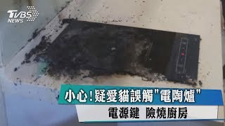 小心！疑愛貓誤觸「電陶爐」電源鍵　險燒廚房