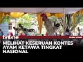 Kemeriahan Kontes Ayam Ketawa Digelar di Sleman | Kabar Utama tvOne