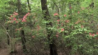 ヤマツツジ/Rhododendron kaempferi 01_190501_ガイコツ山