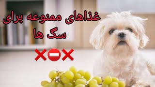 غذاهای ممنوعه برای سگ ها ❗❌ خواهشا به هیچ عنوان این غذا ها رو به سگ هاتون ندین.