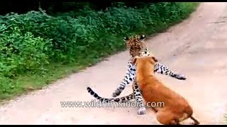 Dog barks and chases off leopard that came to attack him!