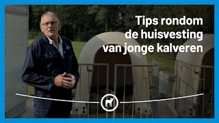 Tips rondom de huisvesting van jonge kalveren