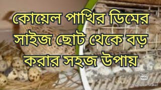 কোয়েল পাখি কেন ছোট ডিম দিয়ে থাকে জেনে নিন | কোয়েল পাখির ডিমের উৎপাদন বৃদ্ধি করার সহজ উপায়।