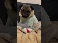 居眠りパッグ shorts 神戸 おもしろ動物 おもしろ動画 かわいい pug パグ いぬ 犬 dog