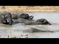 Elephant Lessons with Carer Blessmore & the Jabulani Herd