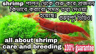 all about shrimp.how to shrimp care and breeding. চিংড়ি মাছের পালন এবং প্রজনন । shrimp চাষ।