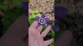 Knowing What's Growing: Columbine #flowers #garden #knowledge #facts #shorts