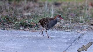 灰胸秧雞 / Slaty-breasted Rail / Lewinia striata