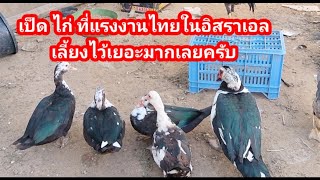 มาดู เป็ด ไก่ ของคนไทยในอิสราเอล เลี้ยงไว้กิน เลี้ยงไว้ขาย เป็นรายได้เสริมเยี่ยมเลยครับ