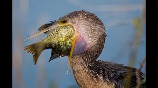 Bird is eaten by giant fish - Blue Planet II: Episode 1 Preview - BBC One