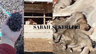 #köyde sabah# ineklerin sabah rutini# ayçiçek yağı yapım aşaması# köpek yavruları