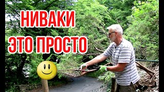 Ниваки (садовый бонсай) из старого можжевельника С чего начать  / Игорь Билевич