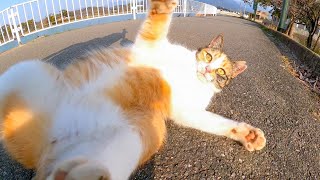 公園のジョギングコースで寝転がる三毛猫