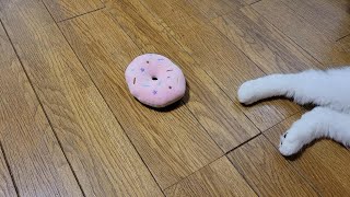 気分屋のハチワレ猫が楽しそうに遊んでいたオモチャがとり残されていました♪