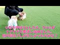 【多頭飼】の【ポメラニアン】の大冒険～ひなちゃん頑張る～the great adventure of the pomeranians～hina worked hard～