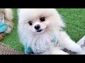 【多頭飼】の【ポメラニアン】の大冒険～ひなちゃん頑張る～the great adventure of the pomeranians～hina worked hard～