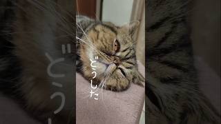 大事な話し#猫動画 #エキゾチックショートヘア #白猫