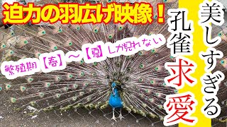 【Common Peafowl】美しすぎる孔雀の求愛をスロー再生してひたすら観察してみる回【クジャク】