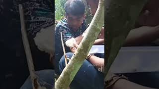 berpetualang ke hutan#fishing #ikanjurung #mukbang #survival #shorts