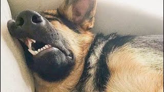 Best Funniest animals Videos 2022 🤣 - Funny Dogs And Cats Videos🐱🐶