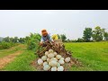 it's unique! pick duck eggs a lot in under tree stump near road at field by hand