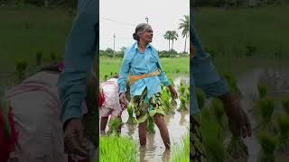 #రైతు #farmer నాటు వేస్తూ పాట|| మా పొలంలో 🌾🌾🌾🌾🌾🌾🌾🌾🌾🌾🌾🌾🌾