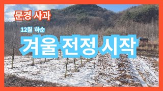 [박스팜] 사과 - 12월 하순 부사 겨울전정시작