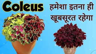 कोलियस के रंग - हमेशा रहेंगे संग👍Coleus Winter Care, Colours Lossing ? Ab kabhi kharab nahi honge