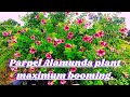 Parpel Colour Alamunda Plant Maximum Blooming Flowers .