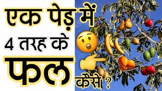 एक पेड़ में आते है 4 तरह के फल | Salad Tree | Talha's world hindi | #shorts #saladtree #facts  #tree