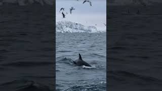 # Skjervøy-Arctic Norway Crazy feeding on our whale watching today