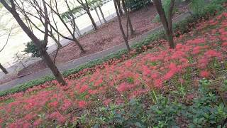 石根ふれあい公園＠愛媛県西条市 ～2018年9月～