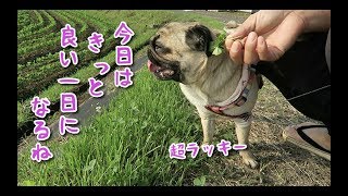 気持ちの良い早朝さんぽ 信じられない幸運が訪れる　パグ犬ぷぅ pug