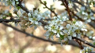 花壇鄉虎山岩李花盛開-春節期間賞花趣